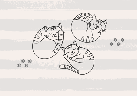 GATINHOS DORMINDO