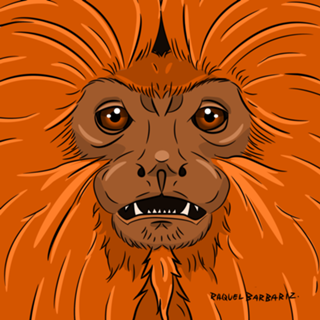 Sa'wi pi'rãga, Sagui Vermelho - Mico-Leão-Dourado