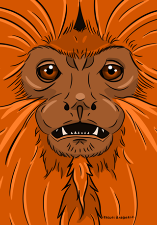 Sa'wi pi'rãga, Sagui Vermelho - Mico-Leão-Dourado