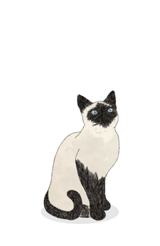 Gato Siamês
