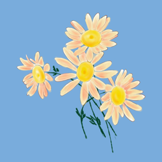 Margaridas