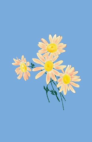 Margaridas