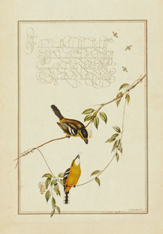 Ilustração Pássaros Vintage