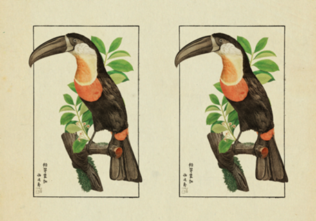 Tucano Vintage nº 1