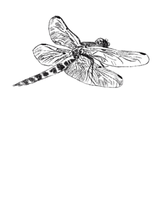 Libélula
