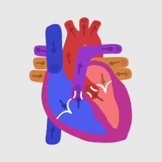 Anatomia do coração