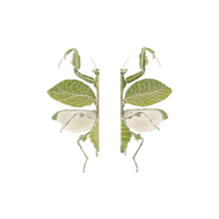 Mantis
