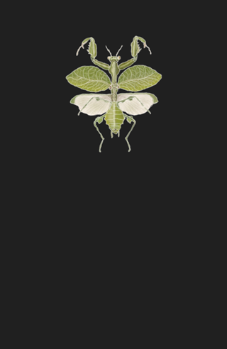 Mantis