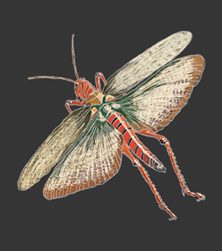 Grasshopper