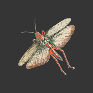 Grasshopper