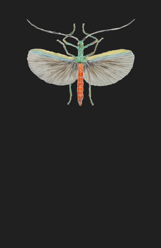 Fly