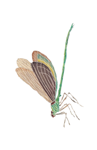 Dragon fly