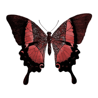 Butterfly Hypno