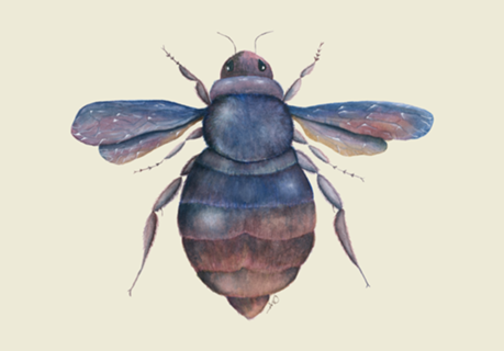 Xylocopa violacea |Aquarela de uma Mamangava