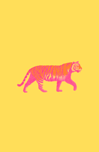 Tigre de Boas