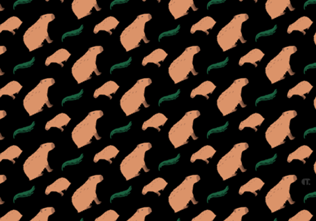 Capivara