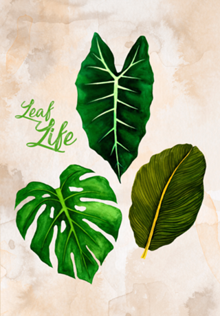 Leaf Life - Coleção 1