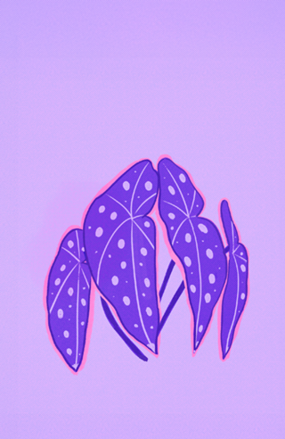 Begônia Maculata