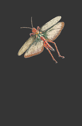 Grasshopper