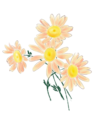 Margaridas