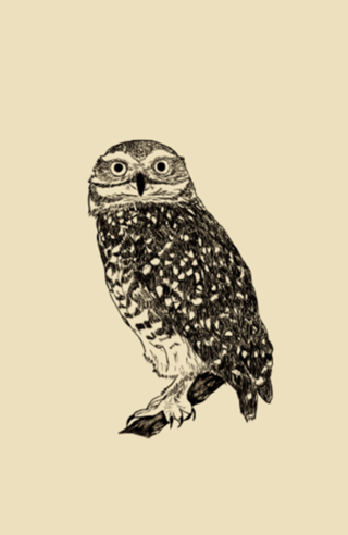 Coruja